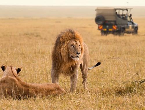 7 Days Masai Mara/Lake Nakuru/Amboseli/Tsavo West Safari | kenya safari holidays