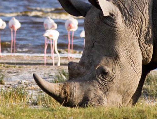 12 Days Masai Mara/Lake Nakuru/Samburu/Aberdare/Amboseli/Tsavo West and East | kenya safari holidays