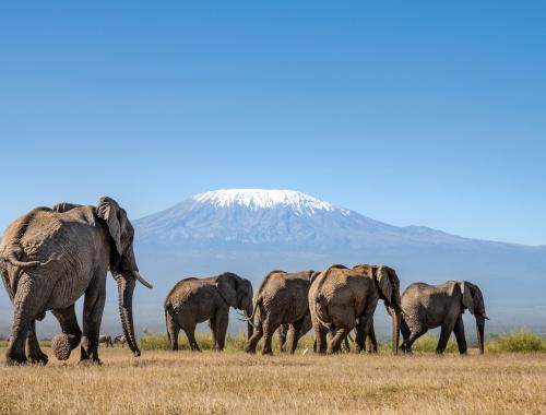 4 Days Amboseli / Masai Mara Safari 