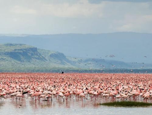 5 Days Lake Nakuru/ Masai Mara/Hell's Gate Tour | Lake Naivasha|Kenya booking holidays