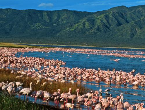 4 Days Samburu/Lake Nakuru Safari