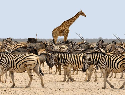 13 Days Kenya and Tanzania Wildlife safari