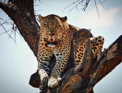 Sarova Mara Game Camp
