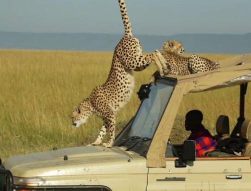 4 Days Masai Mara/Lake Nakuru Safari 
