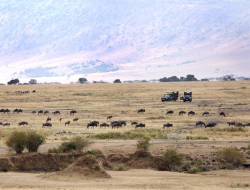 6 Days Masai Mara & Rift Valley Lakes Safari