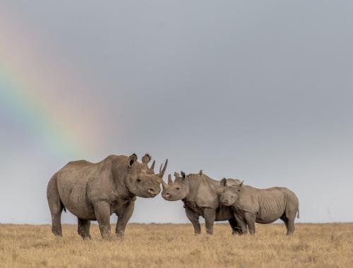 amboseli national park