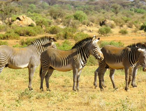 8 Days Mount Kenya Trekking & Wildlife Safari