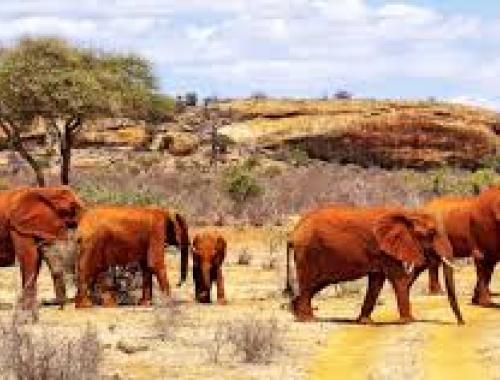 4 Days Amboseli/Tsavo West Parks Safari 
