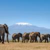 4 Days Amboseli / Masai Mara Safari 
