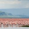 Pink flamingos at Lake Nakuru shoreline