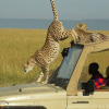 4 Days Masai Mara/Lake Nakuru Safari 