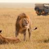 7 Days Masai Mara/Lake Nakuru/Amboseli/Tsavo West Safari | kenya safari holidays